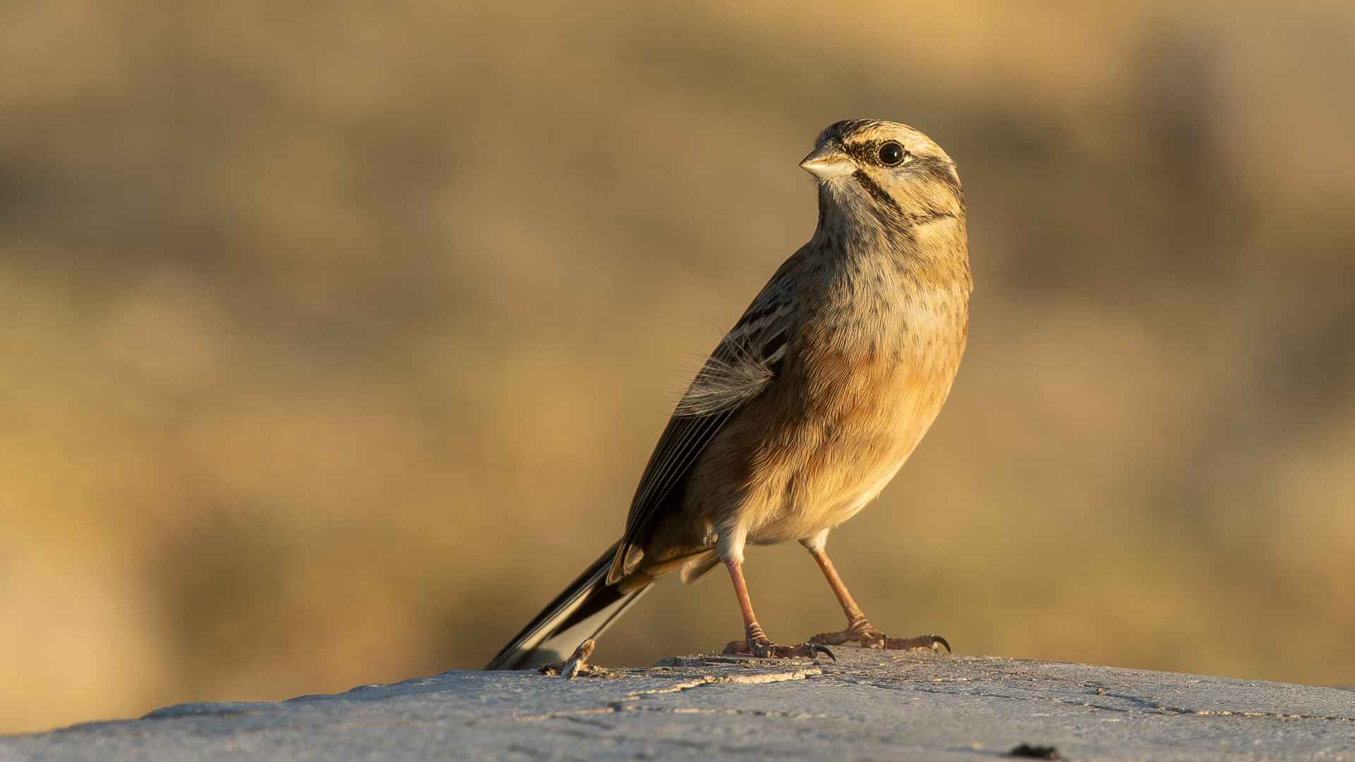 Rock Bunting